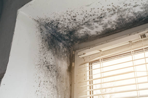 Affordable Crawl Space Mold Remediation solutions in Morristown, NJ